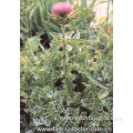 Professional manufacture supply natural Milk Thistle Extract